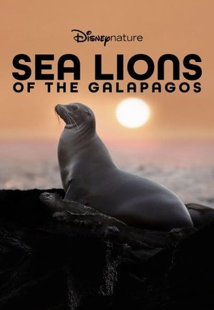 Sea Lions of the Galapagos