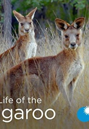Secret Life of the Kangaroo