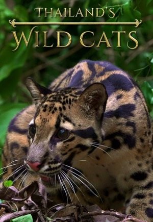 Thailand's Wild Cats